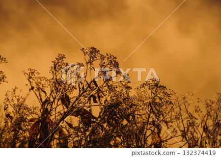 從日本國道最高點望去,吉平沼澤被朝陽照耀 從日本國道最高點望去,吉平沼澤被朝陽照耀 132374419