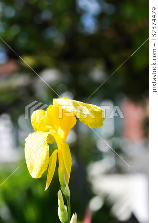 Indian shot, India short plant or India shoot or Butsarana or Cannas or Canna lily or Canna indica L or CANNACEAE plant Indian shot, India short plant or India shoot or Butsarana or Cannas or Canna lily or Canna indica L or CANNACEAE plant 132374479