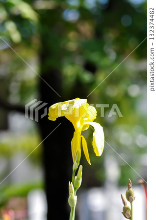 Indian shot, India short plant or India shoot or Butsarana or Cannas or Canna lily or Canna indica L or CANNACEAE plant Indian shot, India short plant or India shoot or Butsarana or Cannas or Canna lily or Canna indica L or CANNACEAE plant 132374482