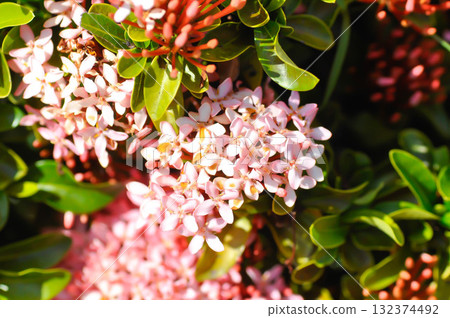 Ixora chinensis Lamk, Ixora spp or Zephyranthes or West Indian Jasmine or pink ixora 132374492