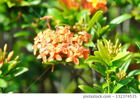 Ixora chinensis Lamk, Ixora spp or Zephyranthes or West Indian Jasmine or orange ixora 132374535