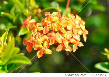 Ixora chinensis Lamk, Ixora spp or Zephyranthes or West Indian Jasmine or orange ixora Ixora chinensis Lamk, Ixora spp or Zephyranthes or West Indian Jasmine or orange ixora 132374537