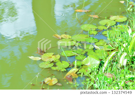 lotus plant or lotus leaf or Nelumbo, Nelumbo nucifera Gaertn in the canal lotus plant or lotus leaf or Nelumbo, Nelumbo nucifera Gaertn in the canal 132374549