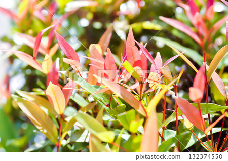 christina or aglaonema christina plant or orange leaf or pink leaf christina or aglaonema christina plant or orange leaf or pink leaf 132374550