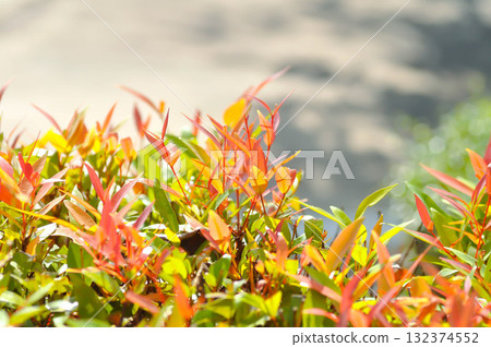 christina or aglaonema christina plant or orange leaf or pink leaf christina or aglaonema christina plant or orange leaf or pink leaf 132374552