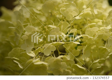 Hydrangea 132374557
