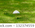 草坪蘑菇 132374559
