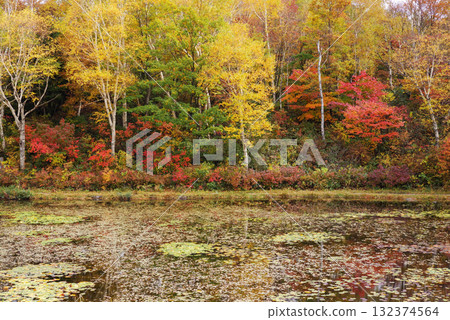 志賀高原的秋葉【荷花池】 132374564
