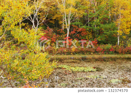 Autumn leaves in Shiga Kogen [Lotus Pond] 132374570