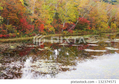 Autumn leaves in Shiga Kogen [Lotus Pond] 132374571
