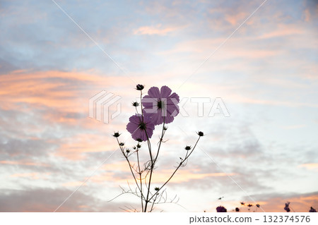 Autumn cherry blossoms with a gradation of orange and blue 132374576