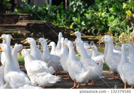 duck or ducks on the farm , farm animal 132374580