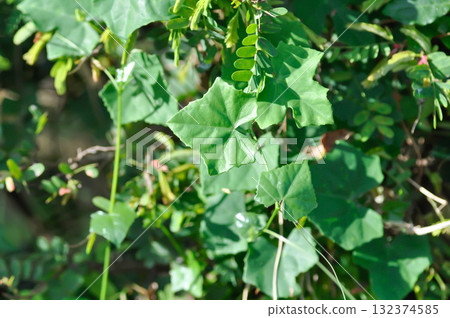 Ivy gourd , Coccinia grandis or CUCURBITACEAE 132374585