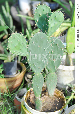 Opuntia tuna, Angiosperms or Opuntia or Cactaceae or Tuna Cactus or Prickly Pears Opuntia tuna, Angiosperms or Opuntia or Cactaceae or Tuna Cactus or Prickly Pears 132374592