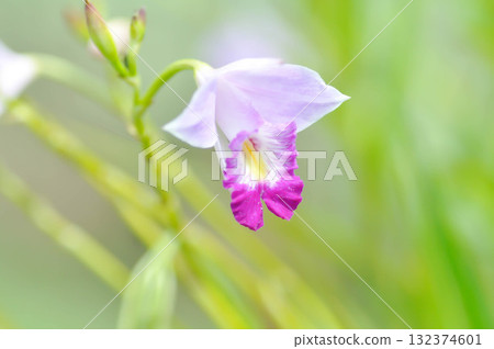 Arundina graminifolia, bamboo orchid or Orchidaceae or Arundina flower or white and purple flower Arundina graminifolia, bamboo orchid or Orchidaceae or Arundina flower or white and purple flower 132374601