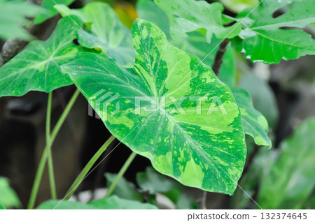 Colocasia esculenta midori sour, Colocasia ,midori sour or Colocasia plant or bicolor Colocasia Colocasia esculenta midori sour, Colocasia ,midori sour or Colocasia plant or bicolor Colocasia 132374645