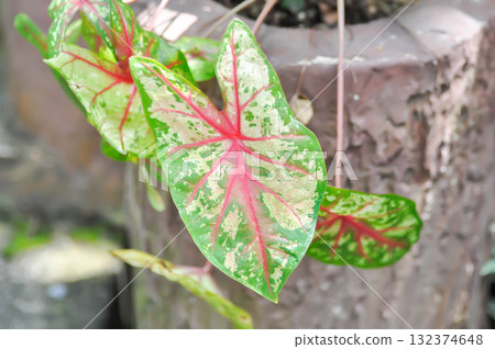 Caladium, Caladium Bicolor Vent or Caladium bicolor Caladium, Caladium Bicolor Vent or Caladium bicolor 132374648