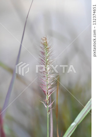 Graminacee or liliopsida plants ,grass flower or purple grass flower 132374651