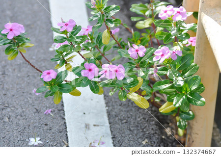 ludwigia adscendens , West Indian paeriwinkle or Catharanthus roseus or Vinca or Old maid or Madagasgar periwinkle 132374667
