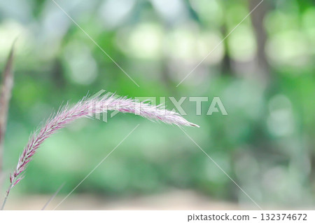Graminacee or liliopsida plants ,grass flower or purple grass flower Graminacee or liliopsida plants ,grass flower or purple grass flower 132374672