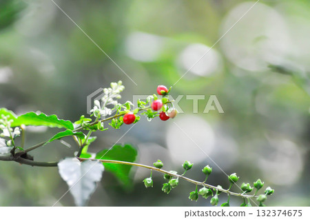 Rivina humilis L, PHYTOLACCACEAE or Rough or Blood Berry or Coral Berry 132374675