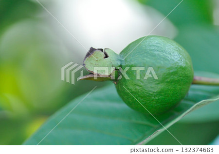 guava tree, MYRTACEAE or Psidium guajava Linn or guava fruit 132374683