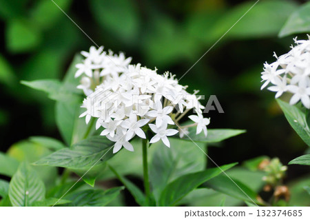 Pentas lanceolata , Egyptian star cluster or RUBIACEAE or Egyptian starcluster or Starflower or White Egyptian starcluster flowers Pentas lanceolata , Egyptian star cluster or RUBIACEAE or Egyptian starcluster or Starflower or White Egyptian starcluster flowers 132374685