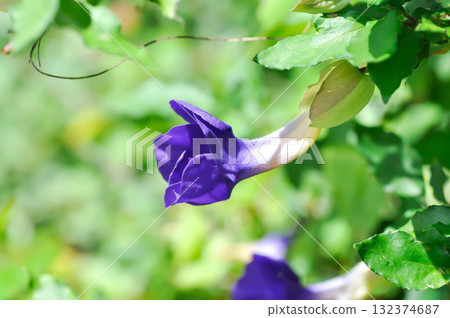 Thunbergia erecta or ACANTHACEAE, Bush clock vine or Thunbergia erecta Benth T Anderson or purple flower 132374687
