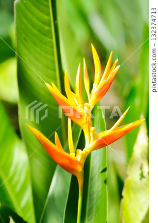 Heliconia psittacorum or Bird of paradise, Strelitzia reginae or Sterliziaceae flower or Heliconia flower or yellow flower 132374713