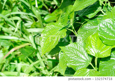 Wild Betel Leafbush , Piper sarmentosum Roxb or Piper lolot Wild Betel Leafbush , Piper sarmentosum Roxb or Piper lolot 132374718
