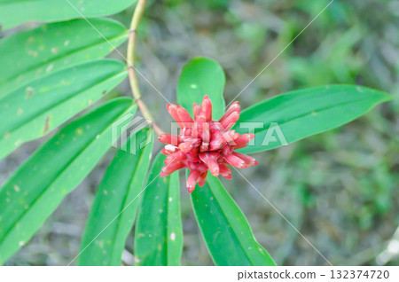 crepe gingera or cheilocostus speciosus, costaceae or Crepe-ginger or Hellenia speciosa 132374720