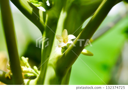 papaya tree , Carica papaya L or Papaya or Melan Tree or Paw Paw or CARICACEAE or papaya flower 132374725