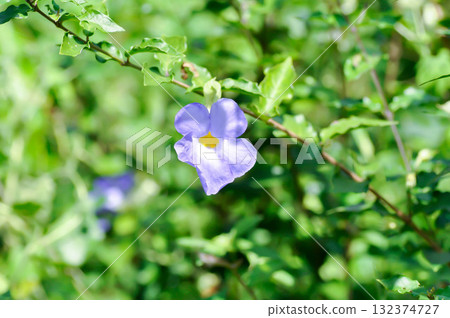 Thunbergia laurifolia,Thumbergia laurifolia   Lindl or  Acanthaceae or purple flower 132374727