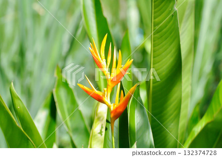 Heliconia psittacorum or Bird of paradise, Strelitzia reginae or Sterliziaceae flower or Heliconia flower or yellow flower 132374728