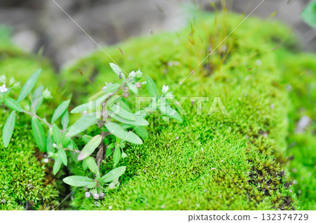 Green moss or bryophyta, moss on the rock 132374729