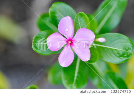 ludwigia adscendens , West Indian paeriwinkle or Catharanthus roseus or Vinca or Old maid or Madagasgar periwinkle 132374730