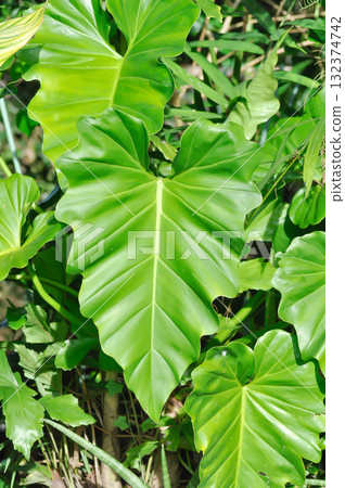 Giant Philodendron, Philodendron giganteum Schott or Araceae Giant Philodendron, Philodendron giganteum Schott or Araceae 132374742