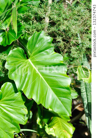 Giant Philodendron, Philodendron giganteum Schott or Araceae Giant Philodendron, Philodendron giganteum Schott or Araceae 132374743