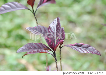 Pseuderanthemum carruthersii or ACANTHACEAE, Atropurpureum Eranthemum or Pseuderanthemum or purple plant Pseuderanthemum carruthersii or ACANTHACEAE, Atropurpureum Eranthemum or Pseuderanthemum or purple plant 132374744