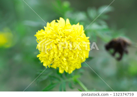 marigold or calendula flower , Tagetes erecta L or Compositae or African Marigold or yellow flower marigold or calendula flower , Tagetes erecta L or Compositae or African Marigold or yellow flower 132374759