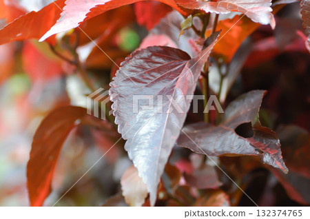 Acalypha wilkesiana , Copperleaf or Beefsteak plant or Fire dragon plant or brown plant 132374765