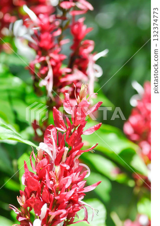 ACANTHACEAE, Brazilian Red Cloak, Brazilian red cloaks, Megaskepasma, Megaskepasma erythrochlamys Lindau or red flower ACANTHACEAE, Brazilian Red Cloak, Brazilian red cloaks, Megaskepasma, Megaskepasma erythrochlamys Lindau or red flower 132374773