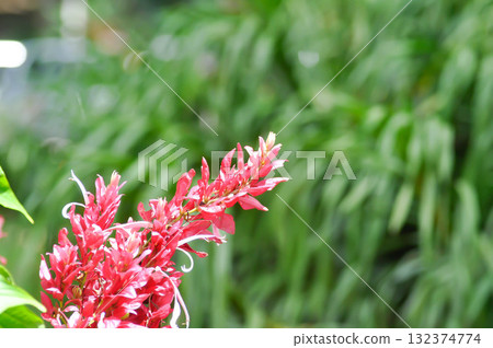 ACANTHACEAE, Brazilian Red Cloak, Brazilian red cloaks, Megaskepasma, Megaskepasma erythrochlamys Lindau or red flower ACANTHACEAE, Brazilian Red Cloak, Brazilian red cloaks, Megaskepasma, Megaskepasma erythrochlamys Lindau or red flower 132374774