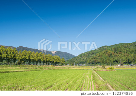 滋賀縣高島市牧野町千內川沿岸的水杉樹 132374856