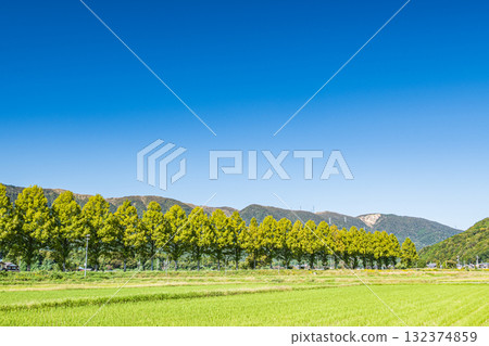 滋賀縣高島市牧野町千內川沿岸的水杉樹 132374859