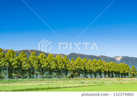 滋賀縣高島市牧野町千內川沿岸的水杉樹 132374860