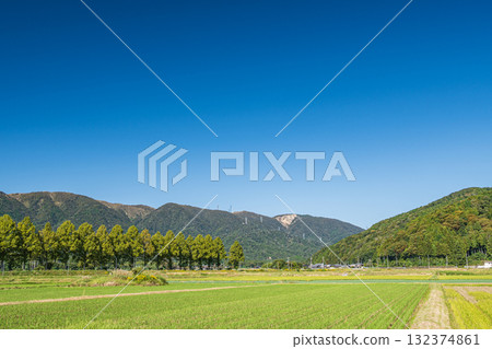 Metasequoia trees along the Chiuchi River in Makino Town, Takashima City, Shiga Prefecture Metasequoia trees along the Chiuchi River in Makino Town, Takashima City, Shiga Prefecture 132374861