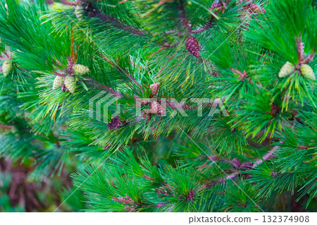 Pine Tree with needles and Pine Cone. Pine tree branch with cones in autumn 132374908