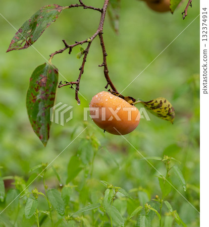 Delicious ripe persimmons 132374914