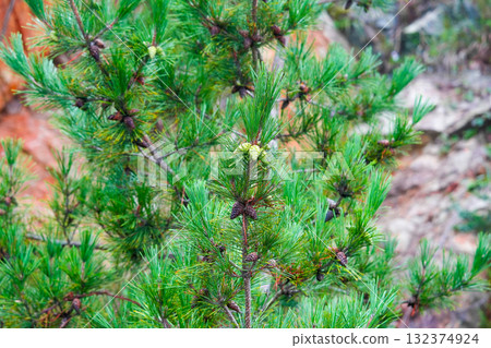 Pine Tree with needles and Pine Cone. Pine tree branch with cones in autumn Pine Tree with needles and Pine Cone. Pine tree branch with cones in autumn 132374924
